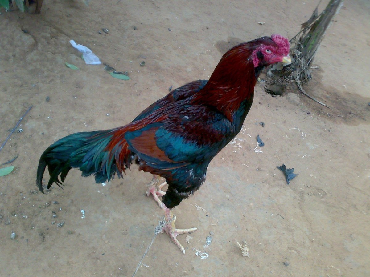 Бойцовые петухи порода Вадим