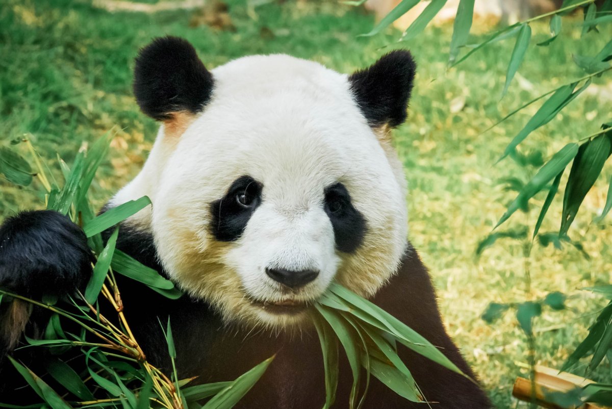 Большая Панда бамбуковый медведь
