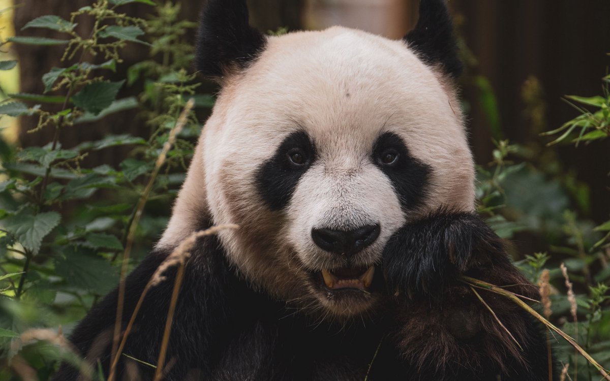 Бамбуковая Панда