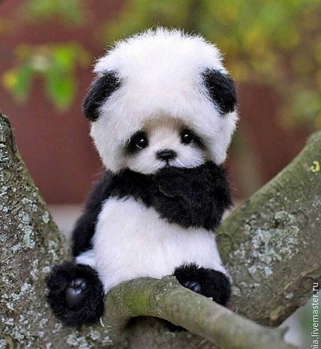 Чау-чау Панда