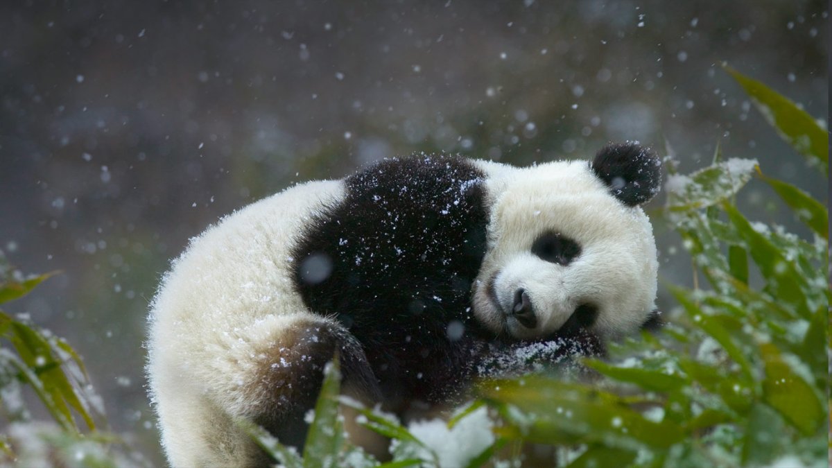 Заставка на рабочий стол Панда