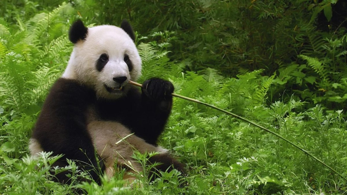 Место обитания панды