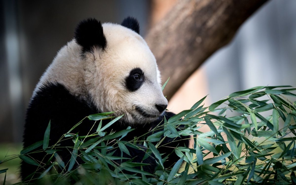 Панда 1920х1080