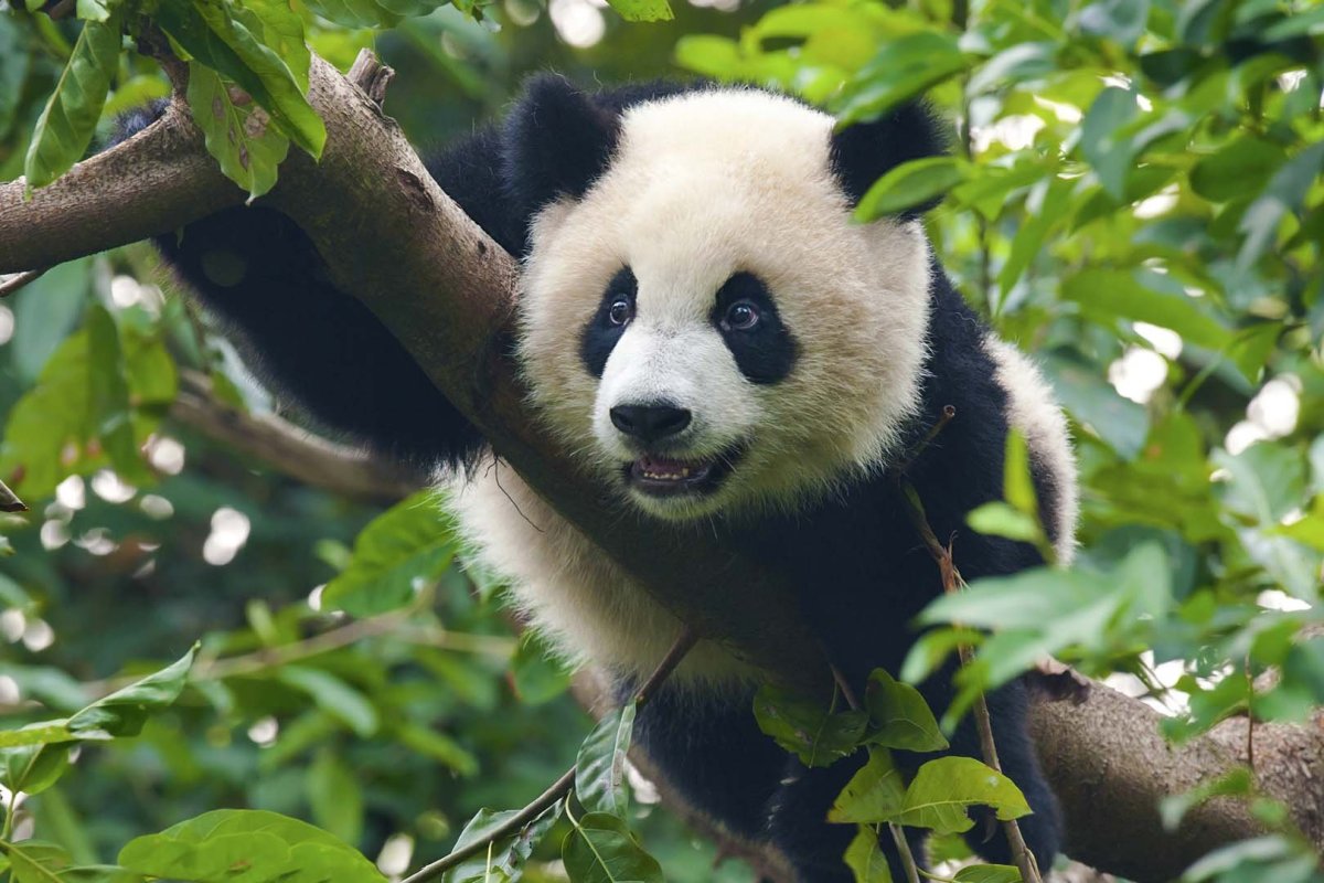 Пазл 500 Эл. Trefl Панда