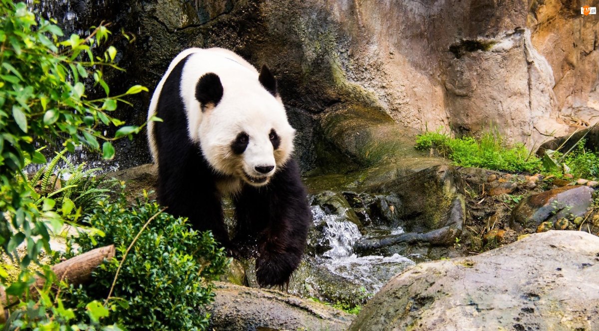 Панда в природе