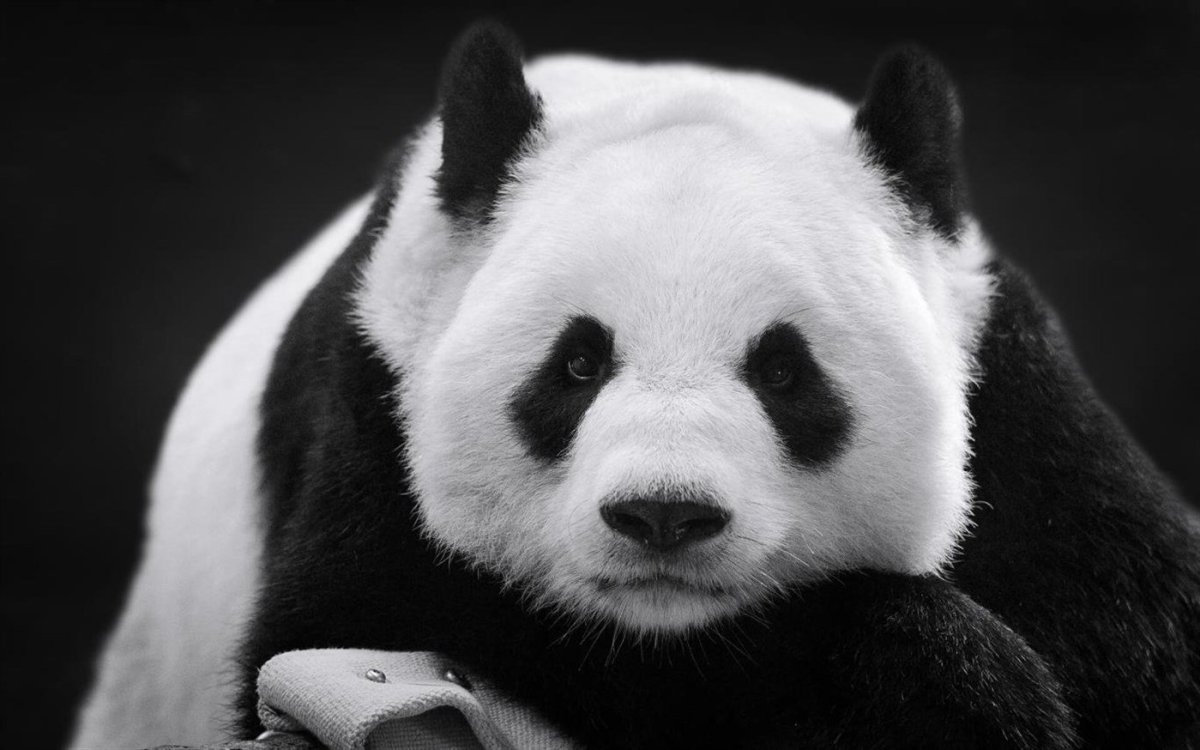 Белая Панда