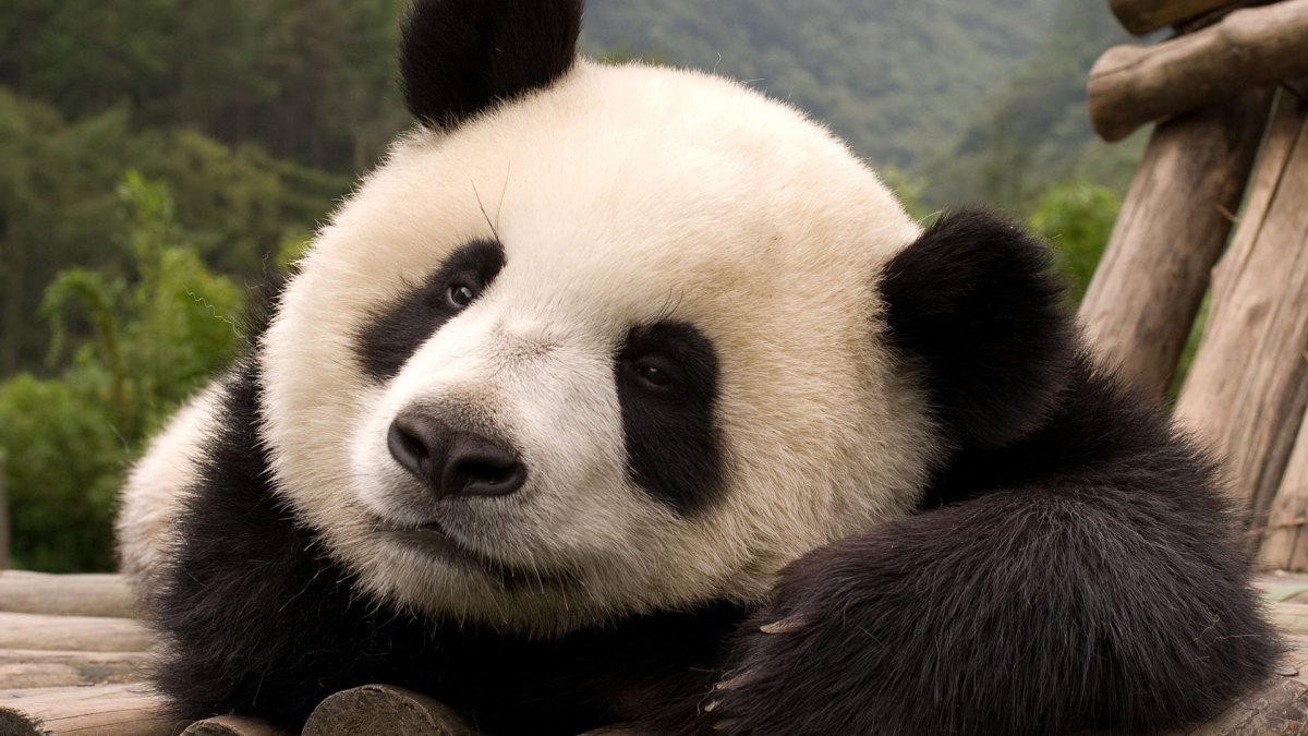 Большая Панда млекопитающее