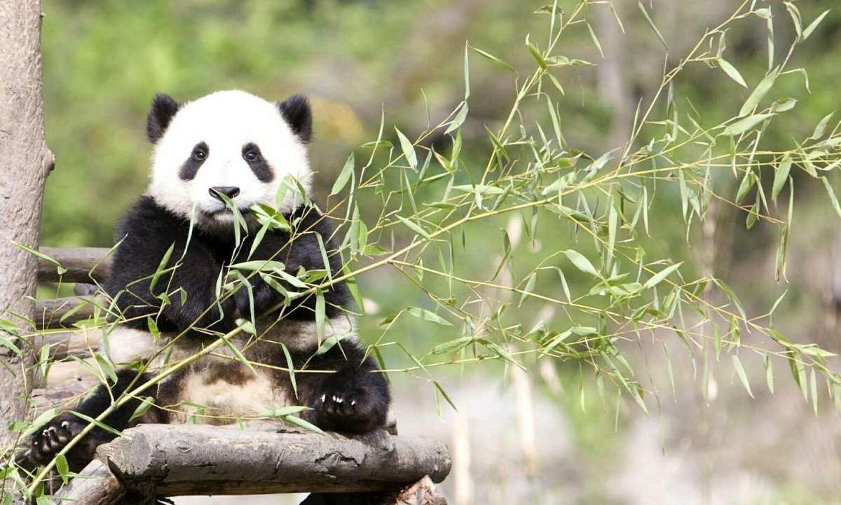 Панда на бамбуке