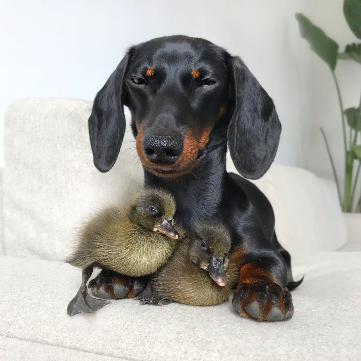 Карликовая такса