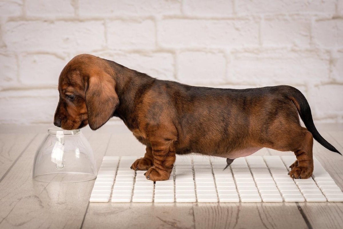 Кроличья такса окрасы