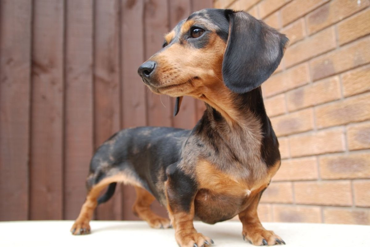 Такса карликовая гладкошерстная