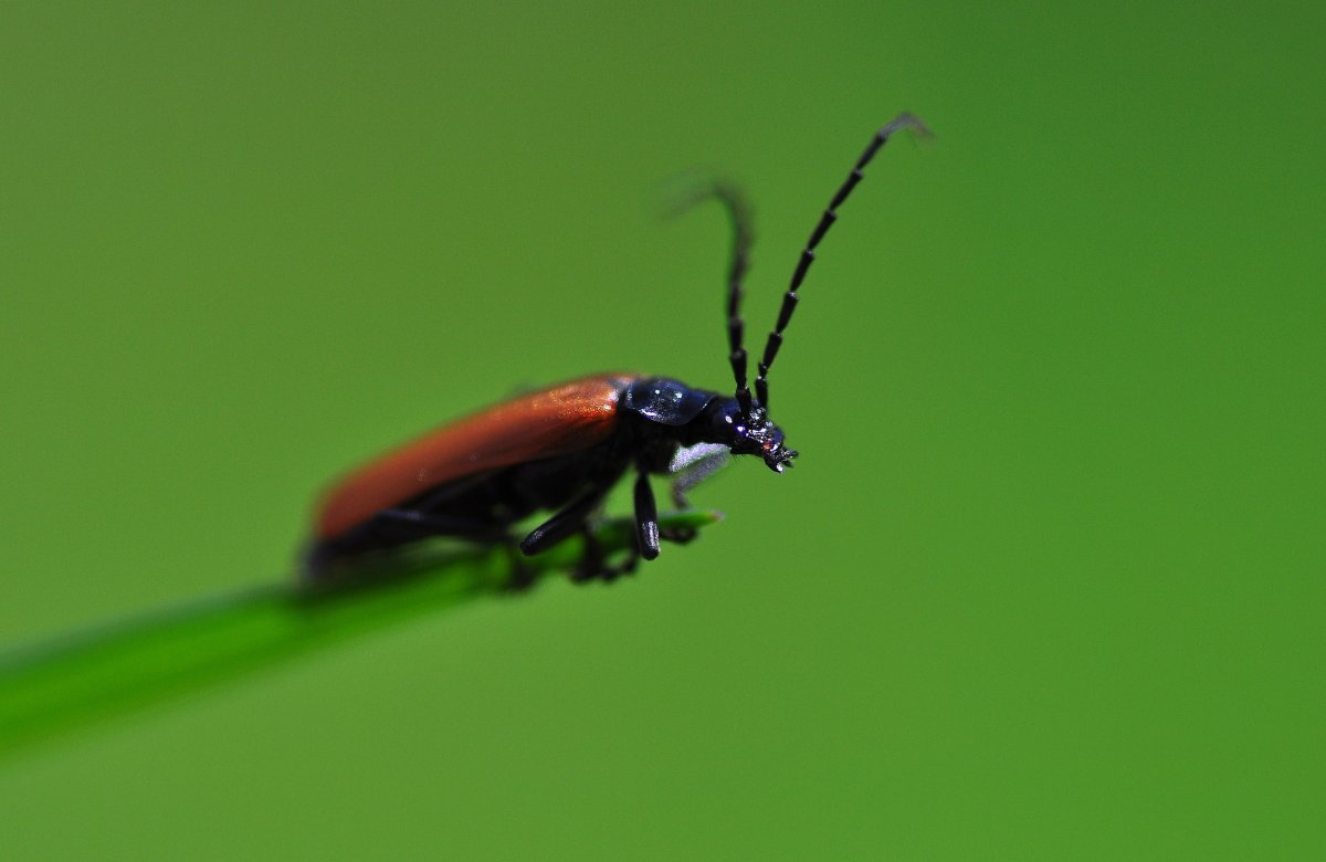 Синий Жук (зеленый Жук)