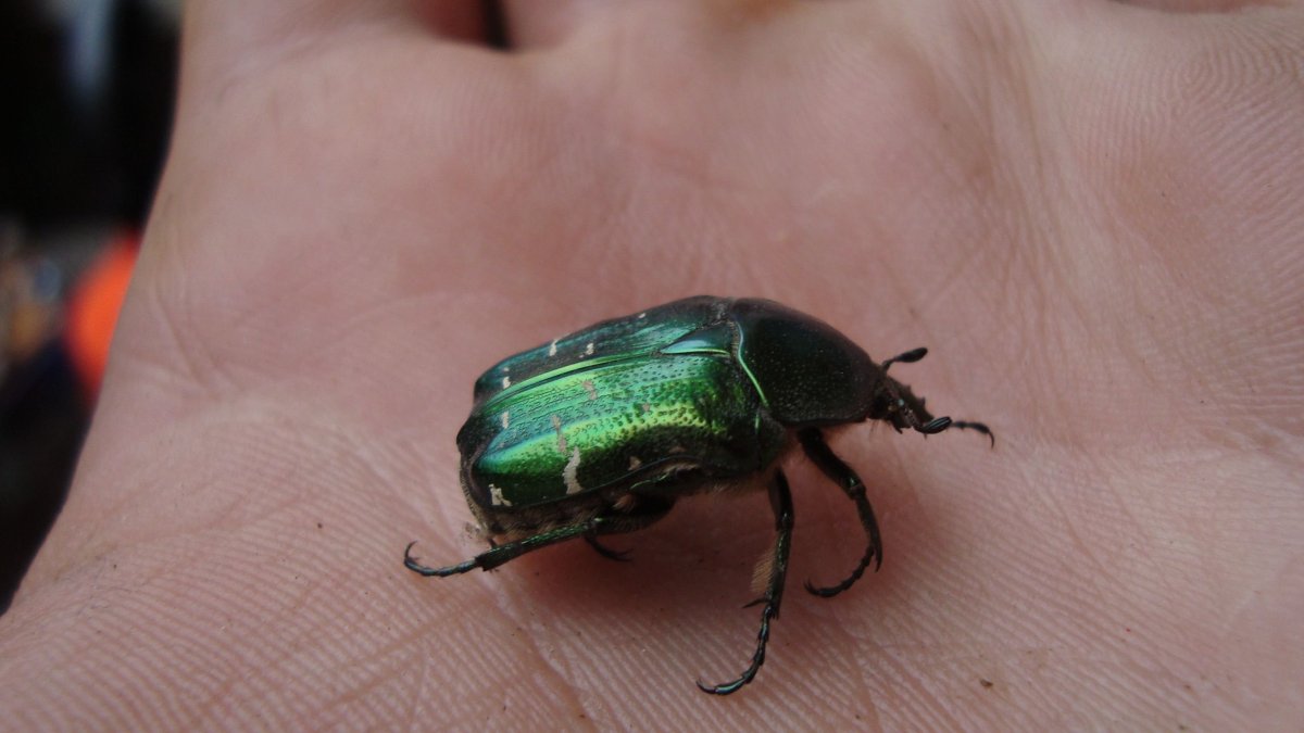 Кабаков Майский Жук