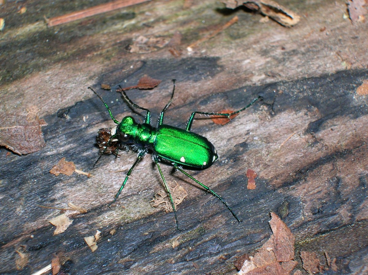 Зелёный летающий Жук в квартире