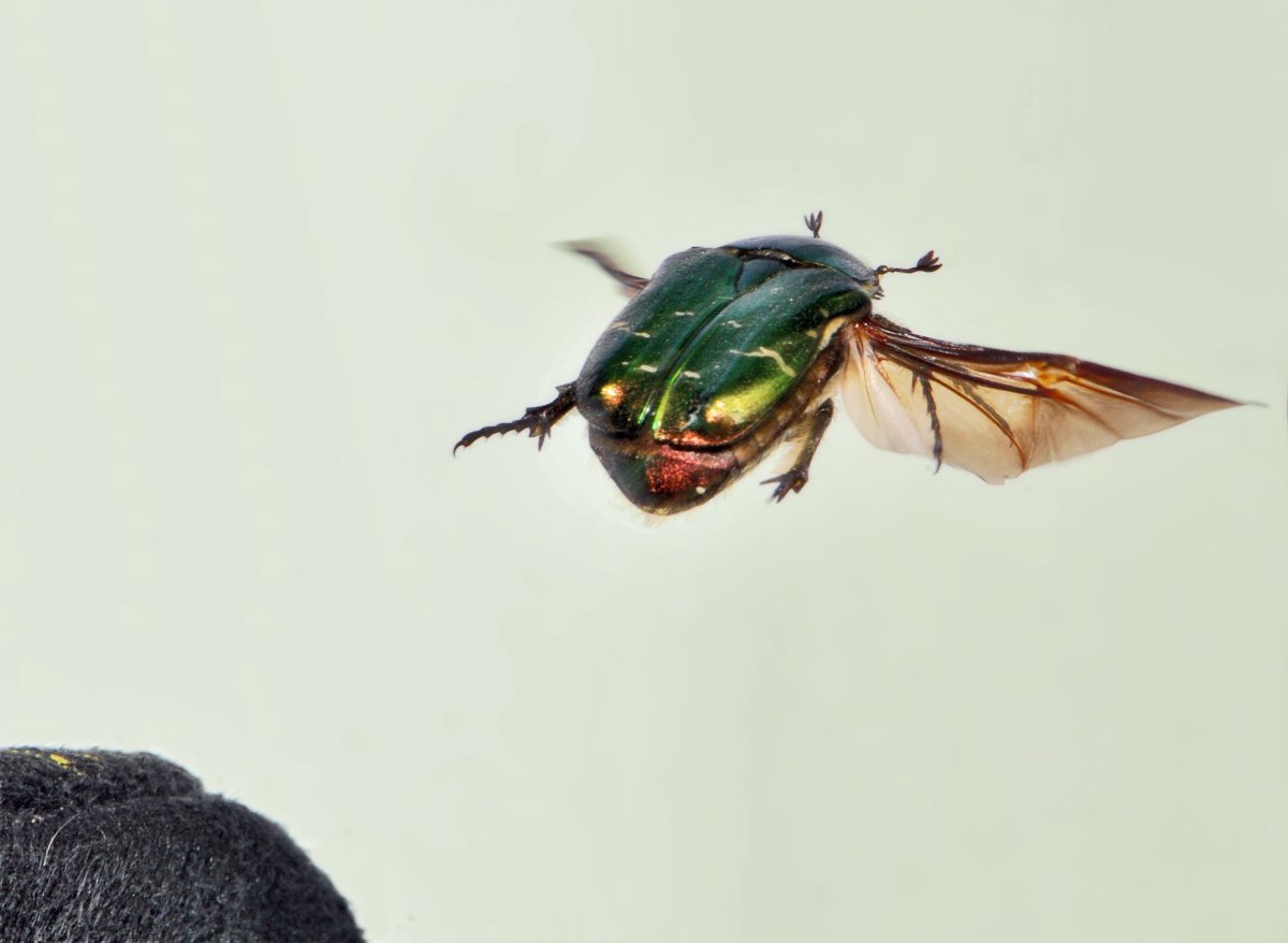 Желтый Жук таиландская розмарина