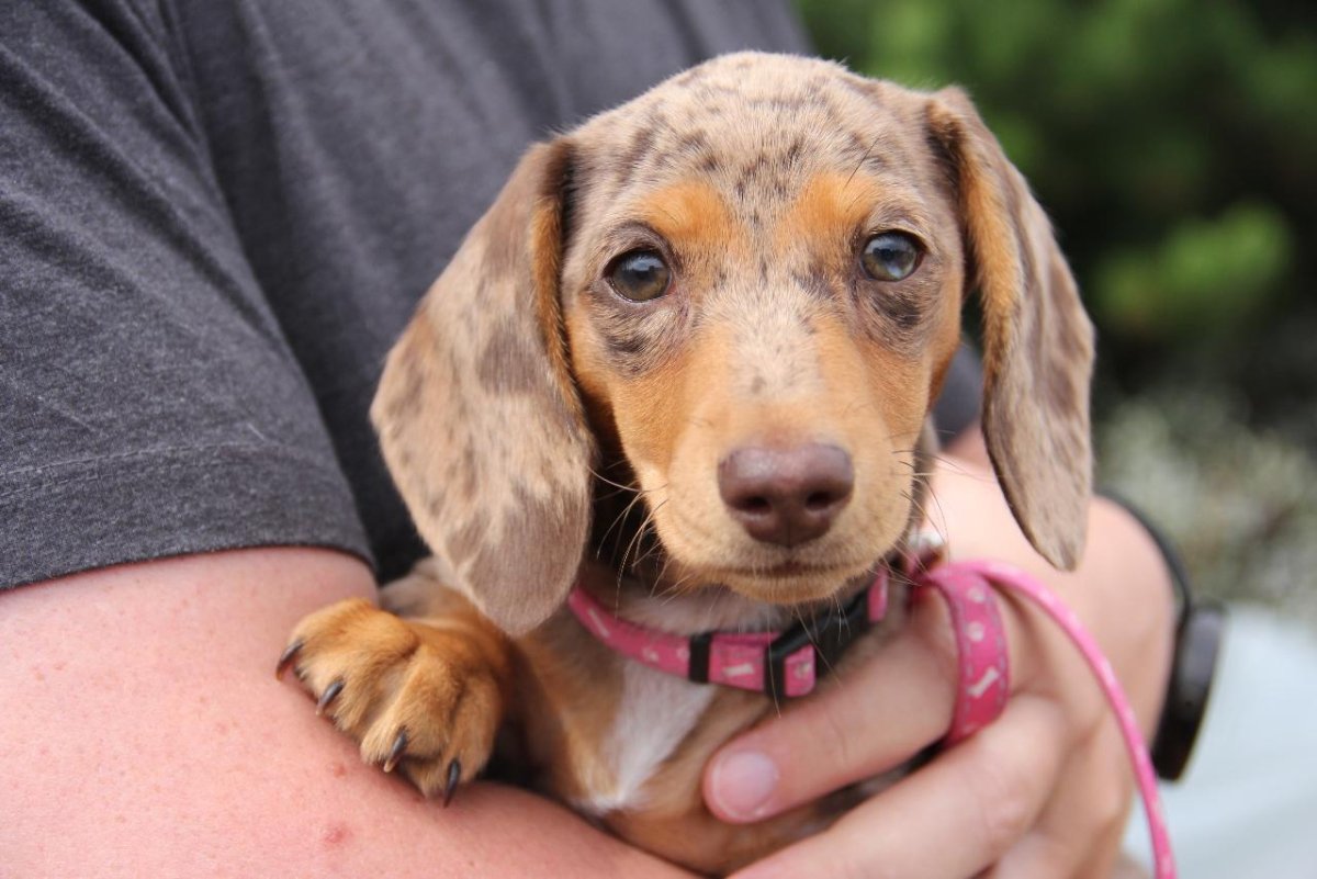 Хорактер кроличи такси