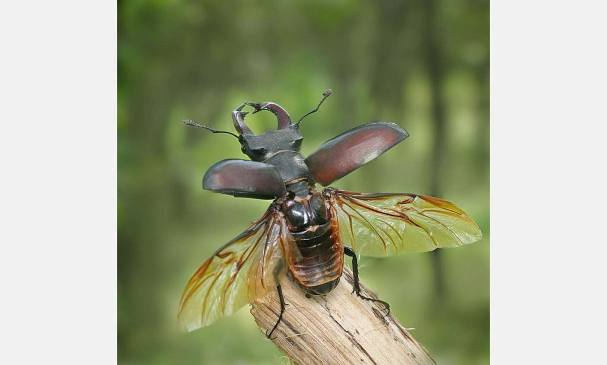 Макро зеленое насекомое