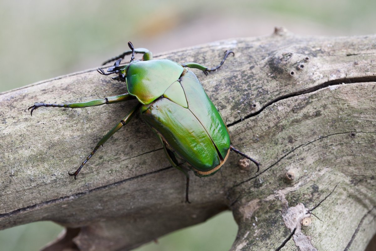 Июньский Жук бронзовка