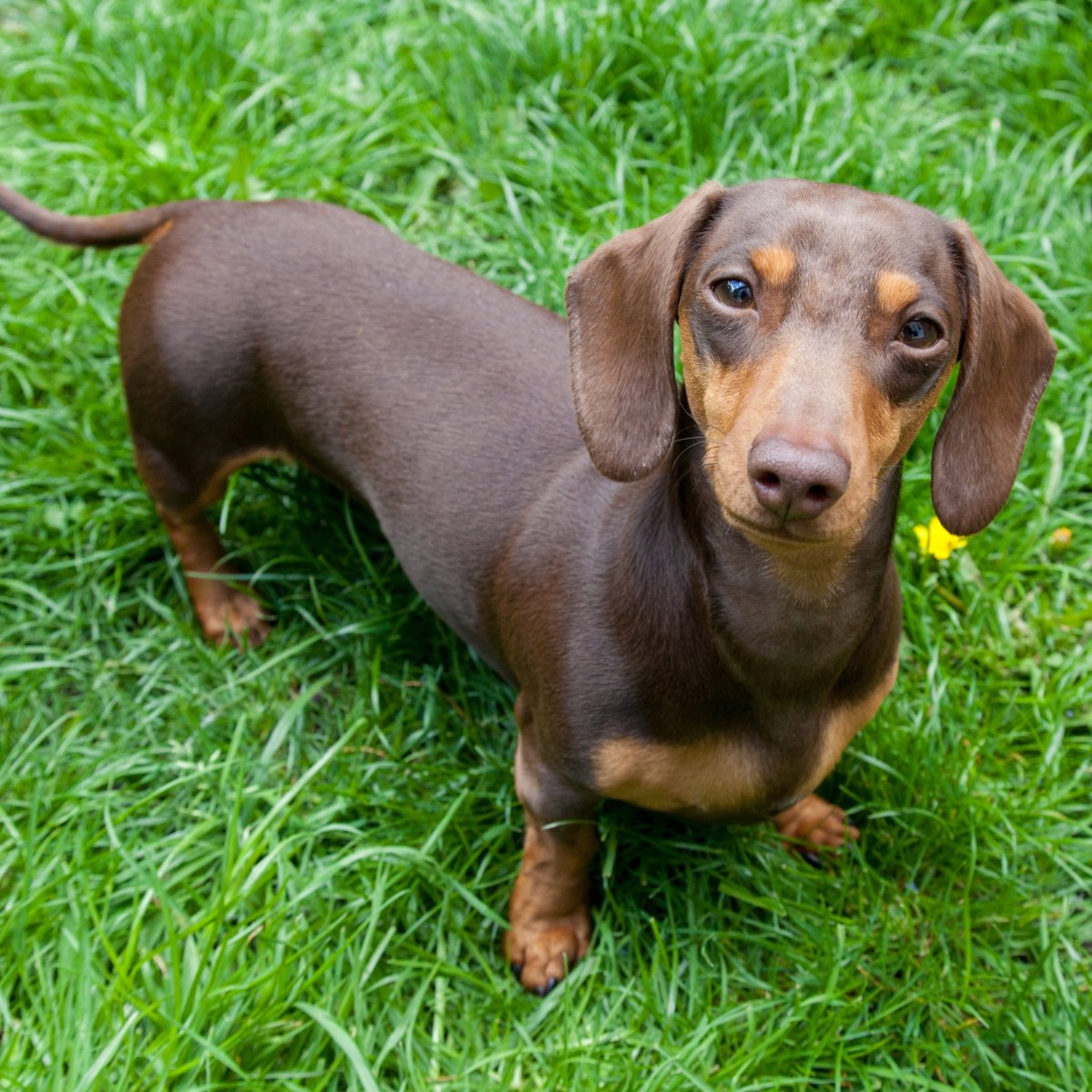 Такса собака короткошерстная