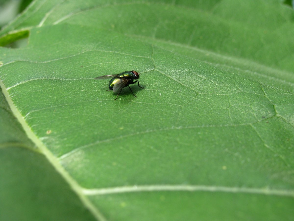 Крылья Божьей коровки