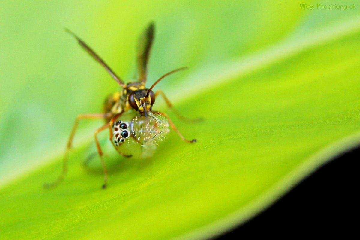 Жук ольхоед