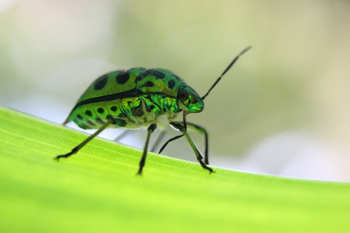 Зеленые жучки