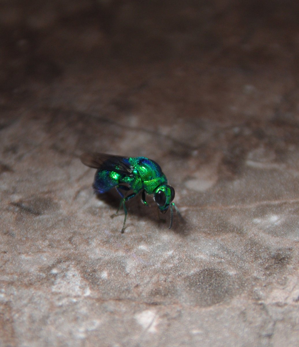 Мухи опылители