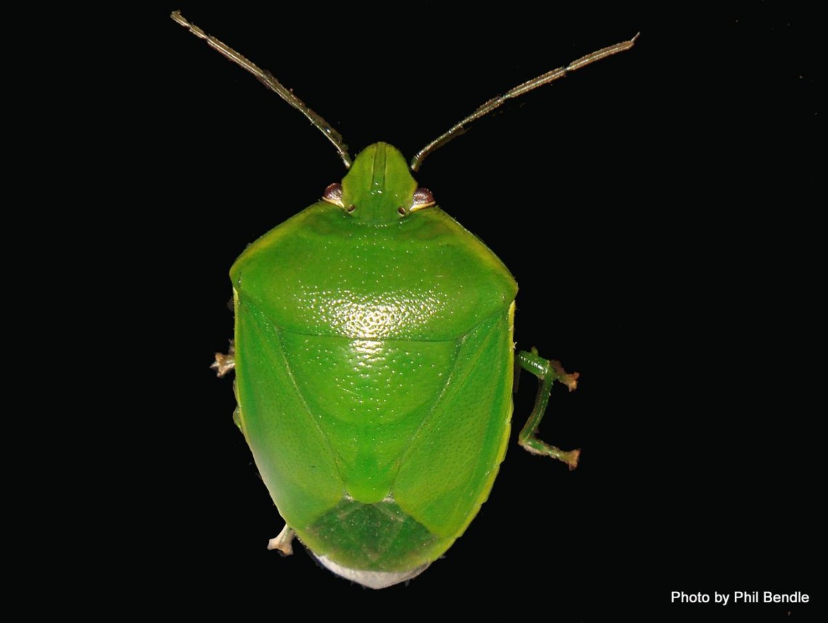 Зеленый (банановый) (Panchlora Nivea) таракан