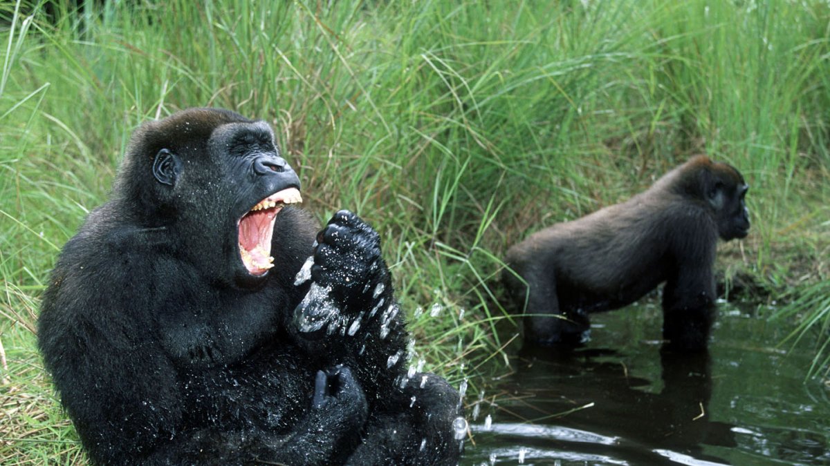 Речная горилла