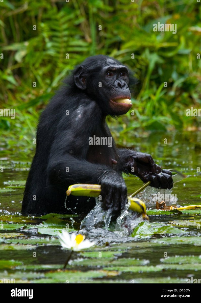 Чёрная водяная обезьяна