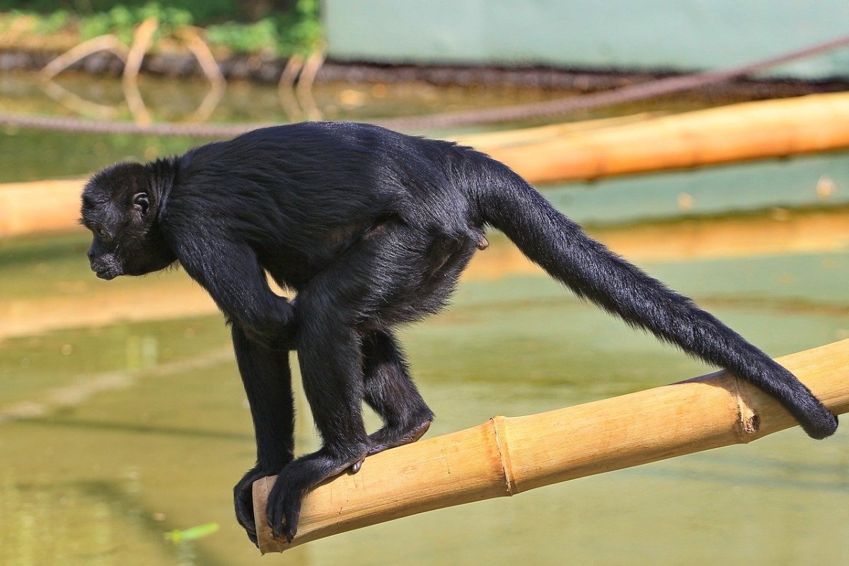 Чёрная водяная обезьяна