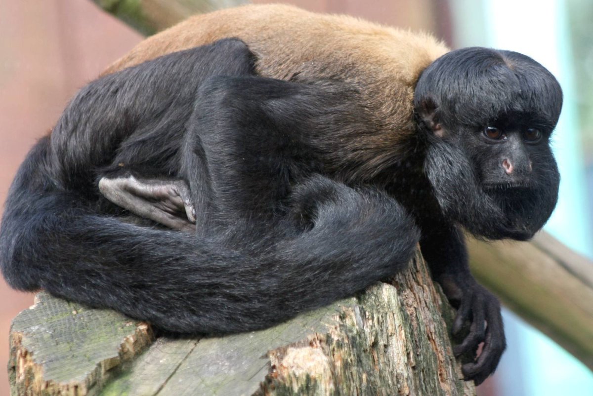 Шимпанзе ест