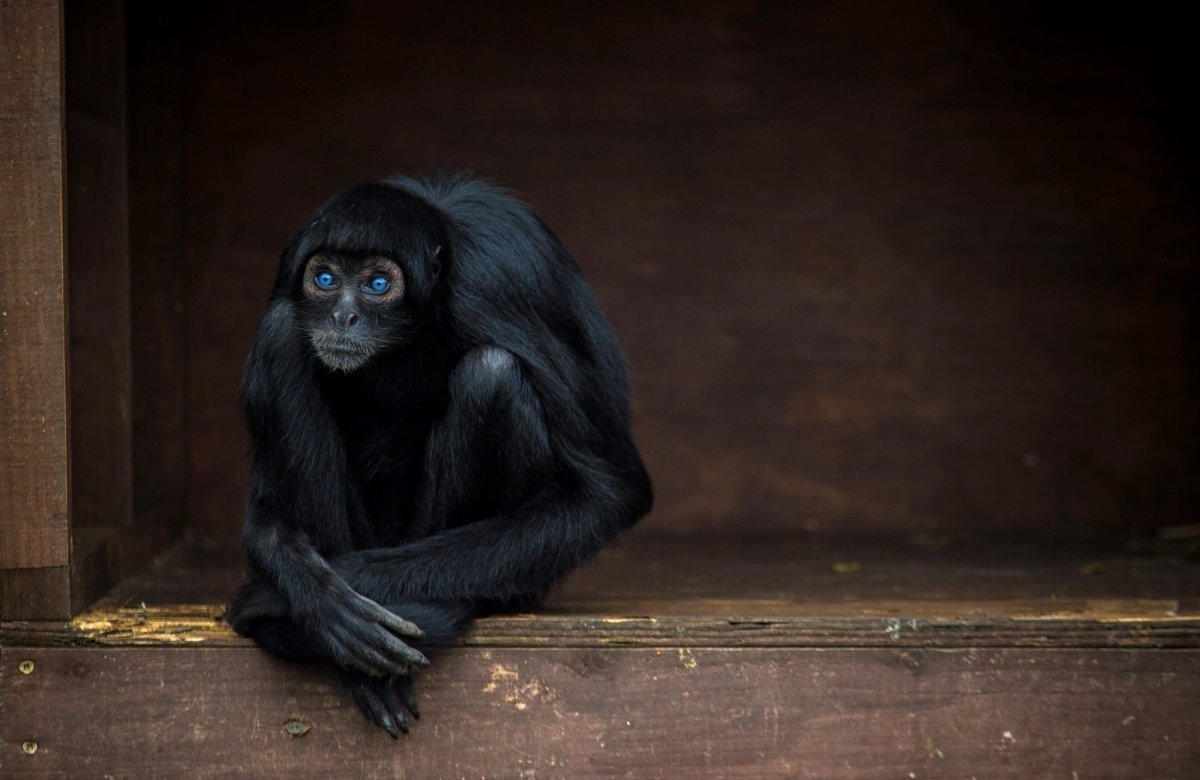 Чёрная водяная обезьяна