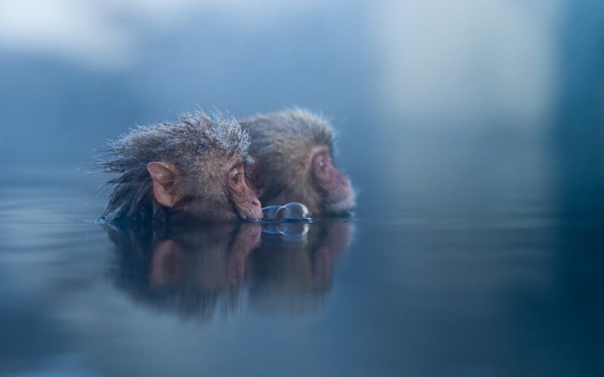 Обезьянка в воде