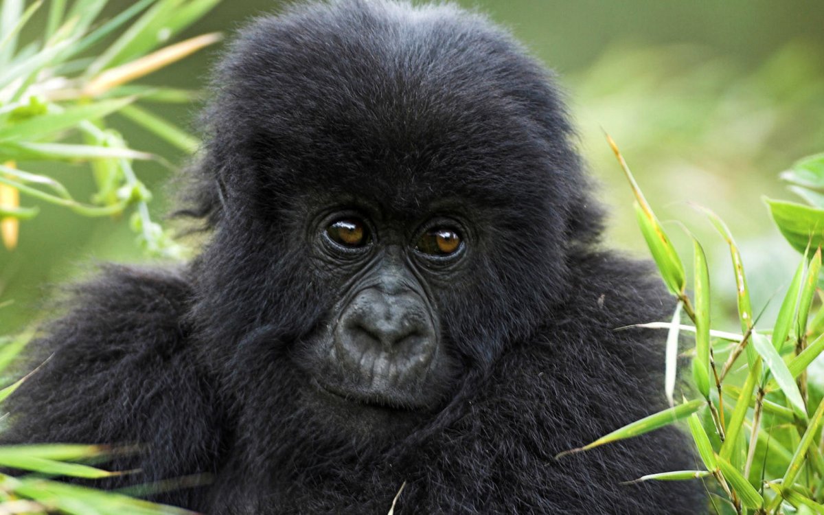 Горная горилла