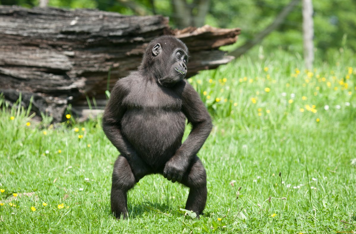 Западная равнинная горилла детеныш