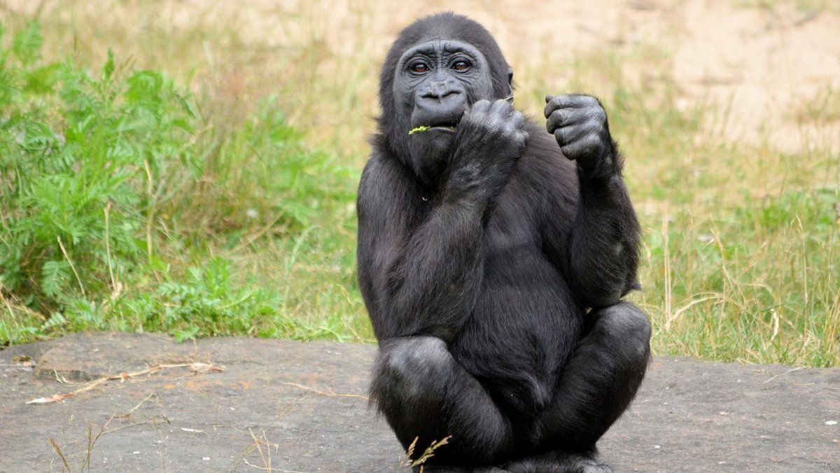 Горилла во весь рост