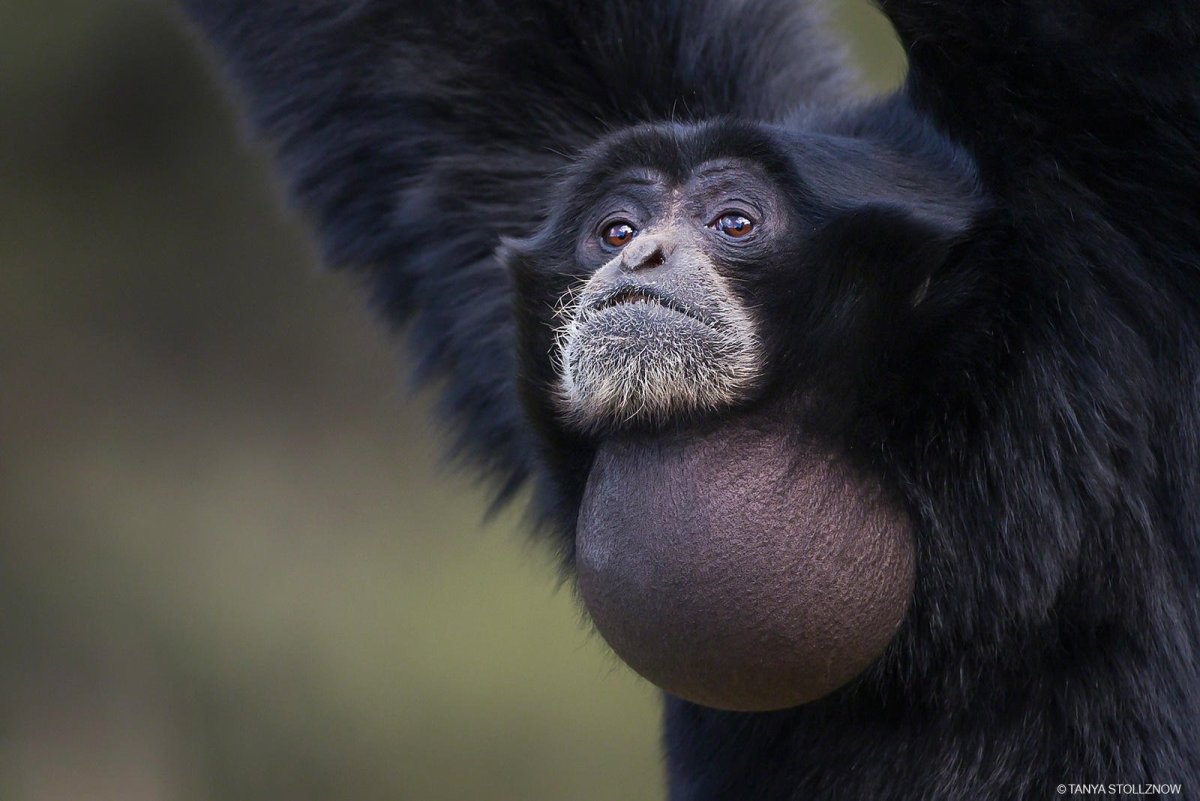 Обезьяна в воде