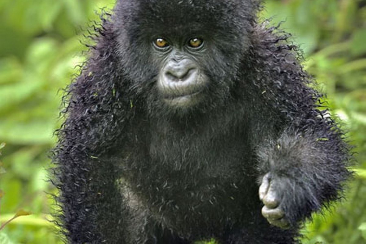 Обезьяна пьет воду