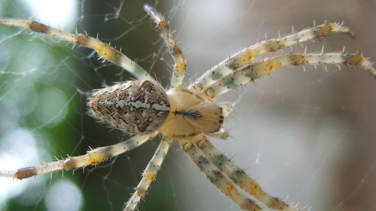 Тарантул Lycosa Narbonensis