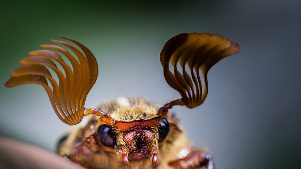 Майский Жук макрофото