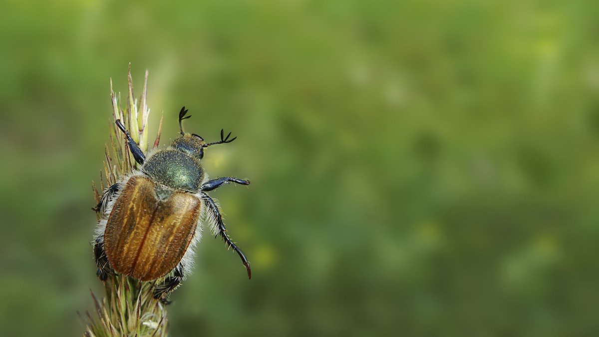 Майский Жук Крымский