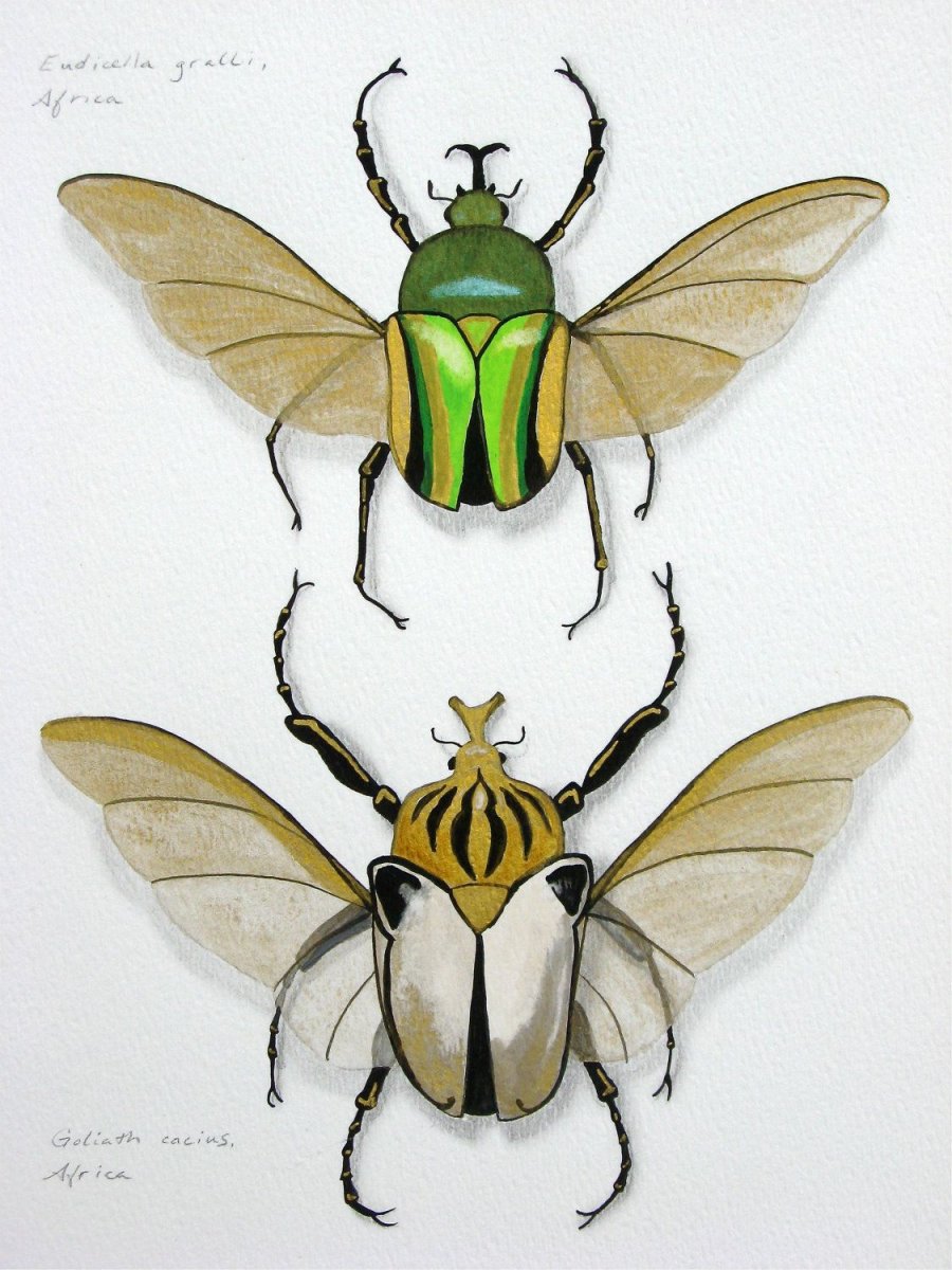 Жук Голиаф арт