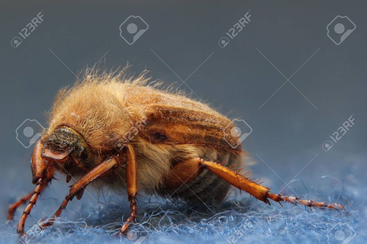 Мохнатый коричневый Жук