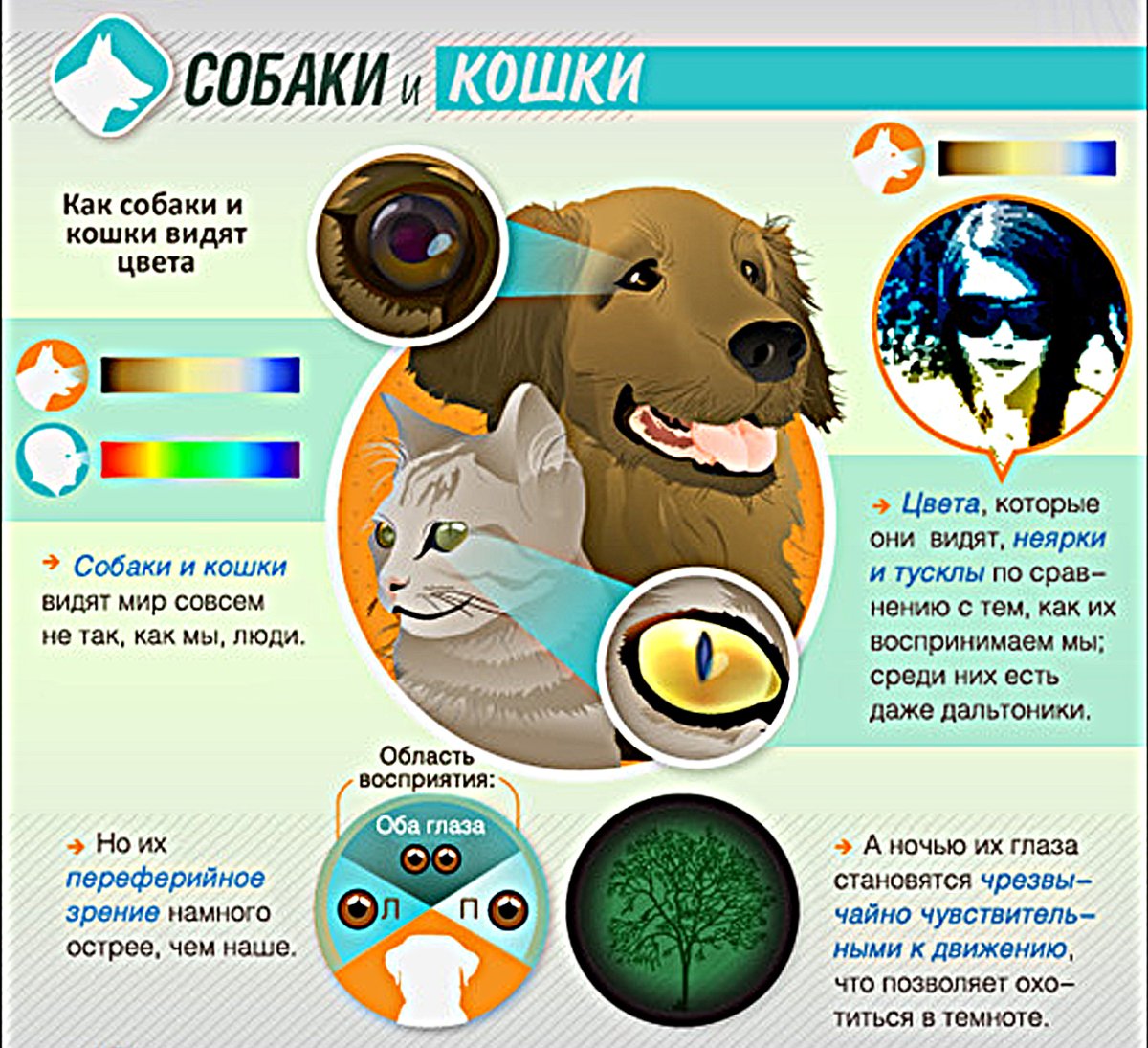 Необычные глаза животных