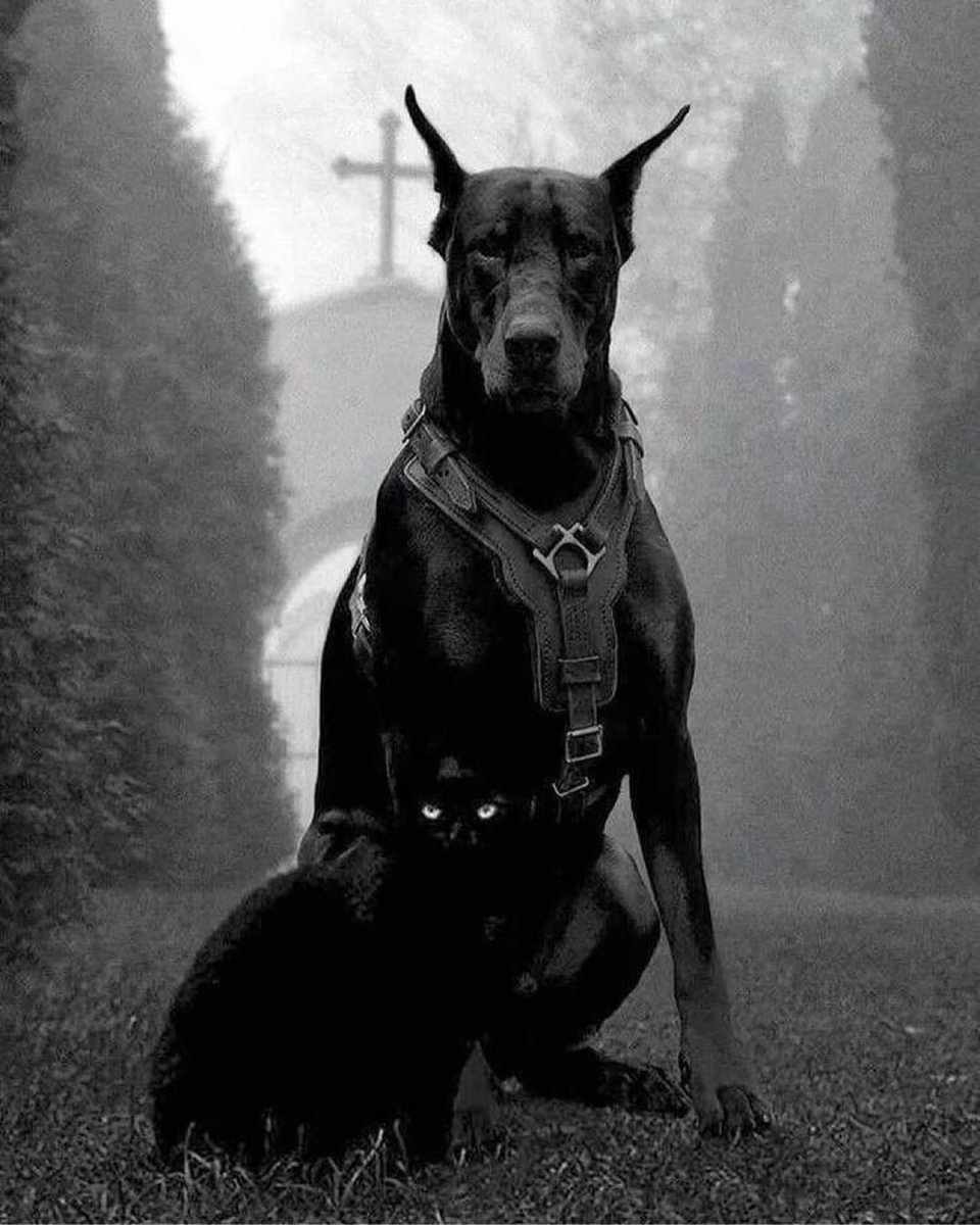 Доберман Эдит