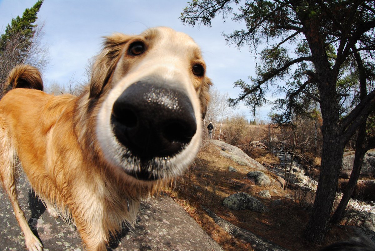 Кошкины глаза