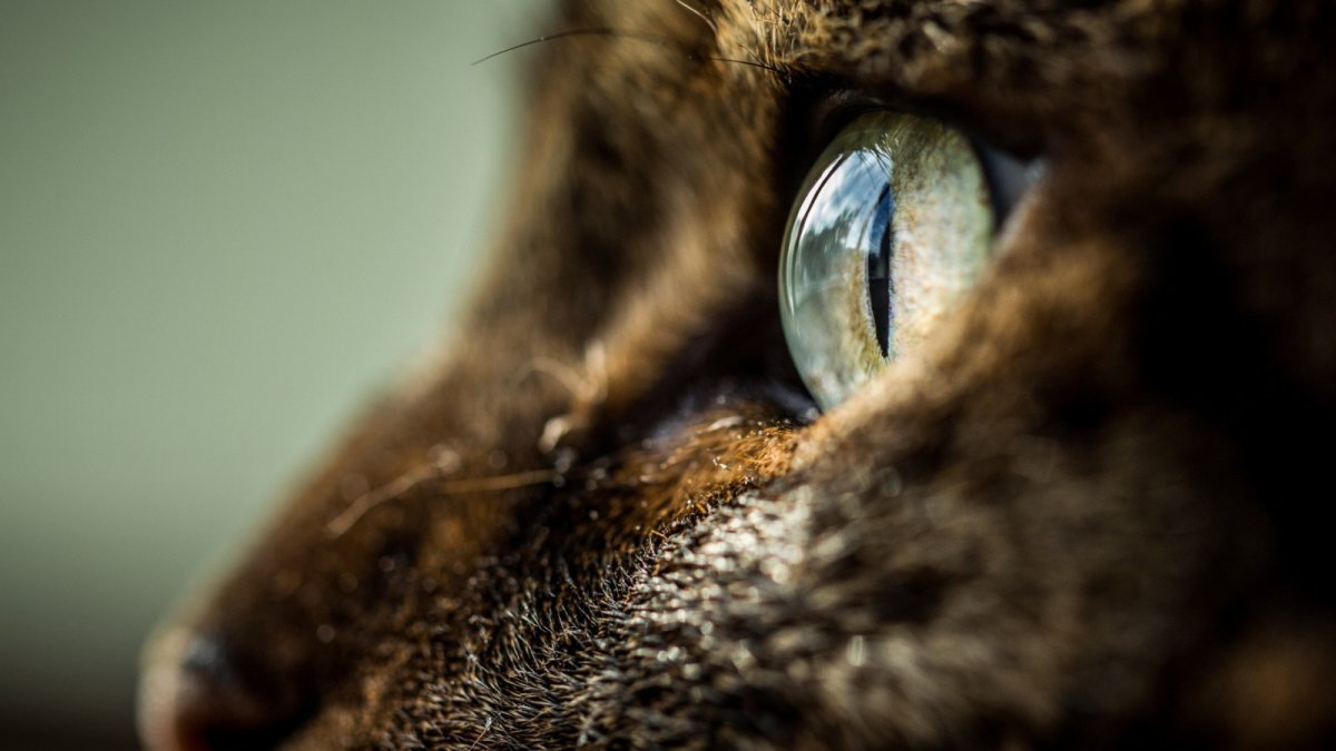 Саблезубый Кугуар