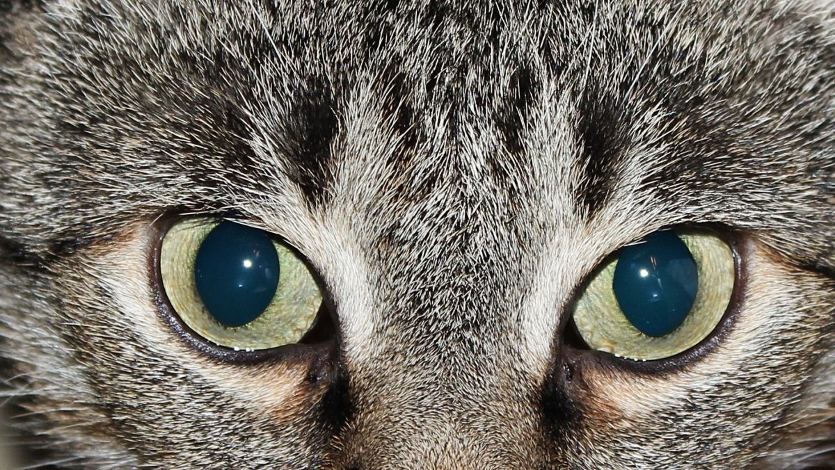 Мир глазами животных