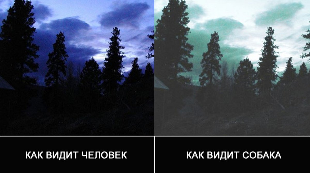 Коллаж из животных